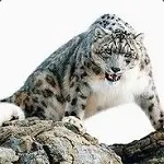 Nikolay_Krymov